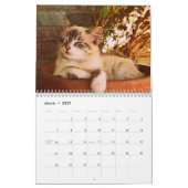 Niedliche Katze Kalender (Mär 2027)