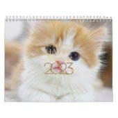Niedliche Katze & Kitten 2023 Kalender (Titelbild)