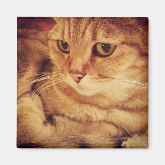 Niedliche Katze Magnet (Vorne)