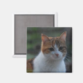 Niedliche Katze Magnet (Vorderseite/Rückseite)