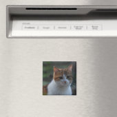 Niedliche Katze Magnet (In Situ (Geschirrspüler))