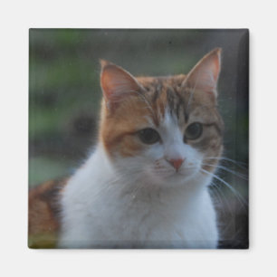 Niedliche Katze Magnet