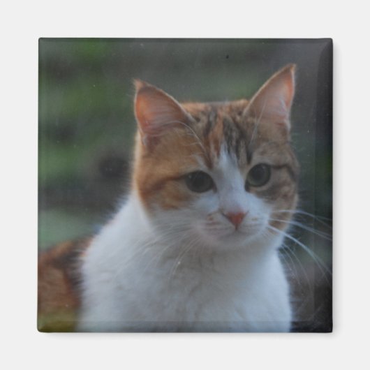 Niedliche Katze Magnet (Vorne)