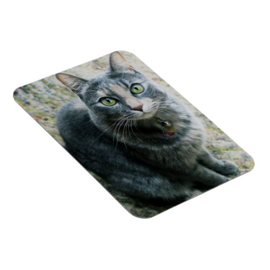 Niedliche Katze Magnet (Rechte Seite)