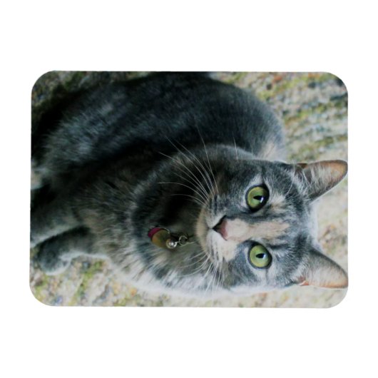 Niedliche Katze Magnet (Horizontal)