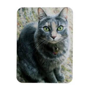 Niedliche Katze Magnet