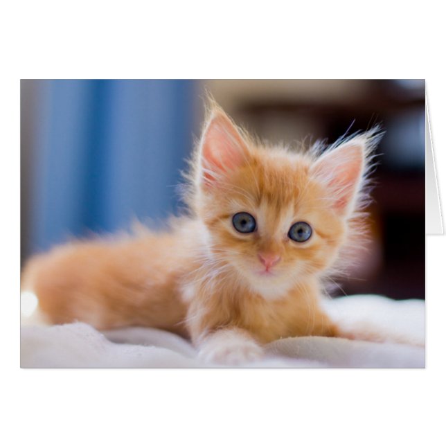 Niedliche Katze mit blauen Augen (Vorderseite (Horizontal))