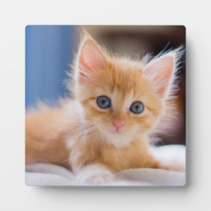 Niedliche Katze mit blauen Augen Fotoplatte