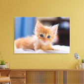 Niedliche Katze mit blauen Augen Leinwanddruck (Insitu (Wohnzimmer))