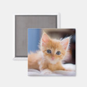 Niedliche Katze mit blauen Augen Magnet (Vorderseite/Rückseite)