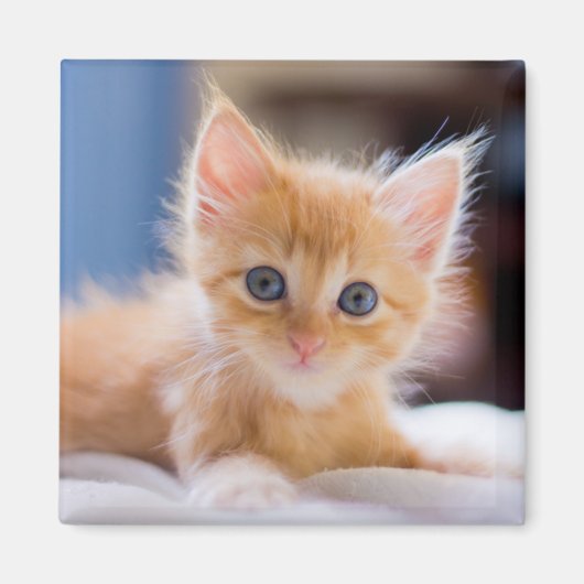 Niedliche Katze mit blauen Augen Magnet (Vorne)