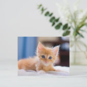 Niedliche Katze mit blauen Augen Postkarte (Stehend Vorderseite)