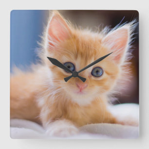 Niedliche Katze mit blauen Augen Quadratische Wanduhr