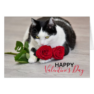 Niedliche Katze mit der Roten Rose