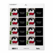 Niedliche Katze mit rote Rose (Vorne)