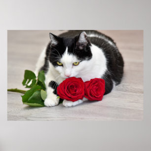 Niedliche Katze mit rote Rose Poster