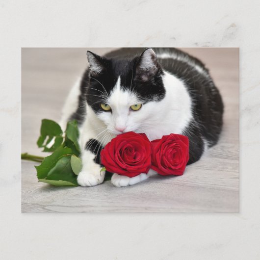 Niedliche Katze mit rote Rose Postkarte (Vorderseite)