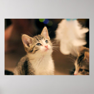 Niedliche Katze Poster
