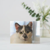 Niedliche Katze Postkarte (Stehend Vorderseite)
