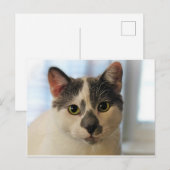 Niedliche Katze Postkarte (Vorne/Hinten)