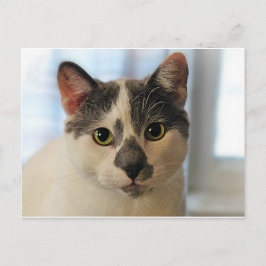 Niedliche Katze Postkarte (Vorderseite)