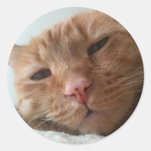 niedliche Katze Runder Aufkleber