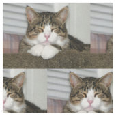 Niedliche Katze Stoff (Nahaufnahme)