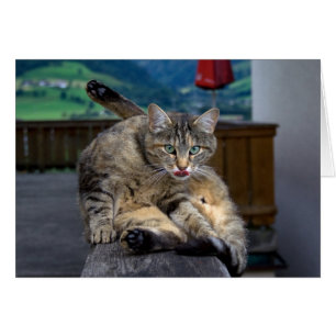 Niedliche Katze unterbrochen, während sie wächst