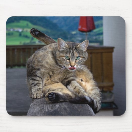 Niedliche Katze unterbrochen, während sie wächst Mousepad (Vorne)