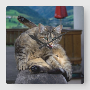 Niedliche Katze unterbrochen, während sie wächst Quadratische Wanduhr