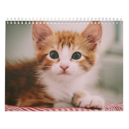 Niedliche Katzen 2024 Kalender (Titelbild)