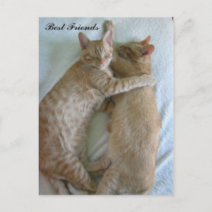Niedliche Katzen, die die besten Freunde schlafen Postkarte