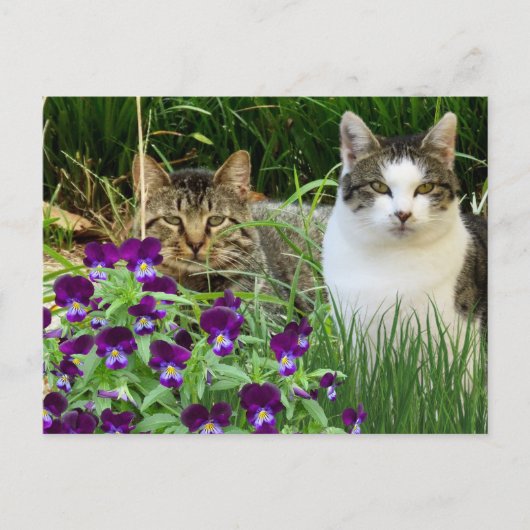 Niedliche Katzen im Blumengarten / Collage Art Postkarte (Vorderseite)