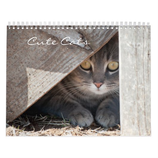 Niedliche Katzen Kalender (Titelbild)