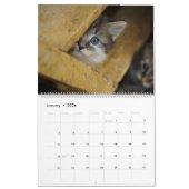 Niedliche Katzen Kalender (Jan 2026)