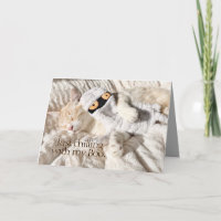 Niedliche Katzen kühlen sich nur mit meinem Katzen