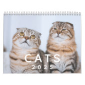 Niedliche Katzen Maßgeschneiderte Foto-Wand Kalender (Titelbild)