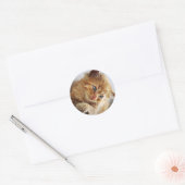 Niedliche Katzen-Sammlung Runder Aufkleber (Umschlag)