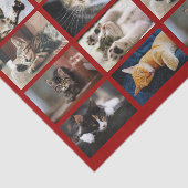 Niedliche Katzen und Kätzchen Fotopatalog auf dunk Seidenpapier (Ausschnitt)
