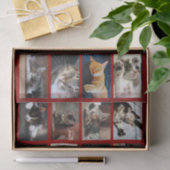 Niedliche Katzen und Kätzchen Fotopatalog auf dunk Seidenpapier (Geschenk)