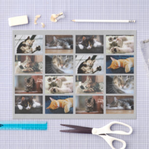 Niedliche Katzen und Kätzchen Fotovorlage auf Grau Seidenpapier