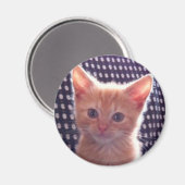 Niedliche Katzencreme Magnet (Vorderseite/Rückseite)