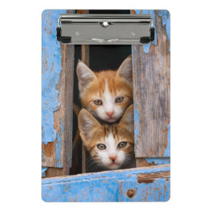 Niedliche Katzenkätzchen im Foto "Blaues Vintages Mini Klemmbrett