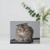 Niedliche Katzenschottenfalte: Wie geht es dir? Postkarte (Stehend Vorderseite)
