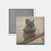 Niedliche kauernde Eichhörnchen auf Ast Magnet (Vorderseite/Rückseite)