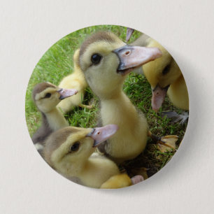 Niedliche Kids Ducklings Baby Ducks Spring Farm Ti Button
