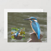 Niedliche Kingfisher DIY Postkarte (Vorne/Hinten)