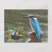 Niedliche Kingfisher DIY Postkarte (Vorderseite)