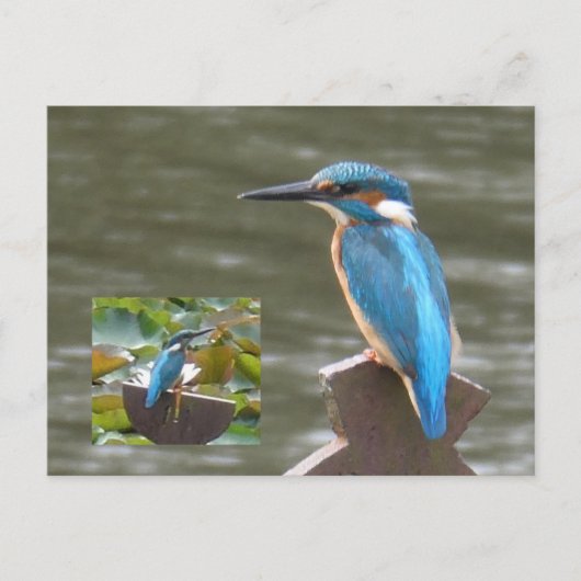 Niedliche Kingfisher DIY Postkarte (Vorderseite)