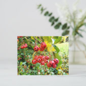 Niedliche Kirschen Postkarte (Stehend Vorderseite)